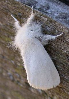 Adult Brown-tail moth