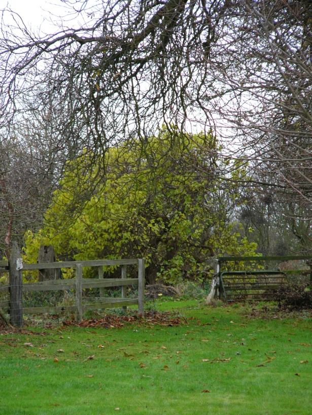 The old Mulberry Tree