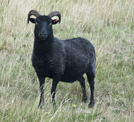 One of the four Hebridean sheep purchased in 2009 and now happily established on Spurn