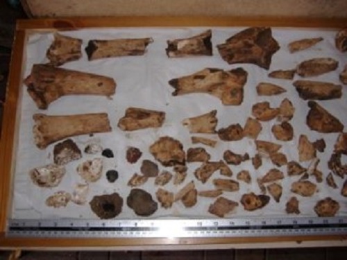 A picture of the results of the dig, with the oyster shells lower left
