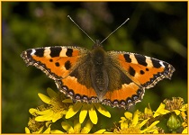 March 2010 – Kilnsea butterflies